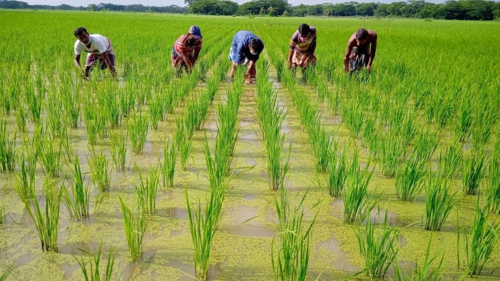 কৃষি খাতের চ্যালেঞ্জ, মোকাবিলায় নিতে হবে সমন্বিত পদক্ষেপ